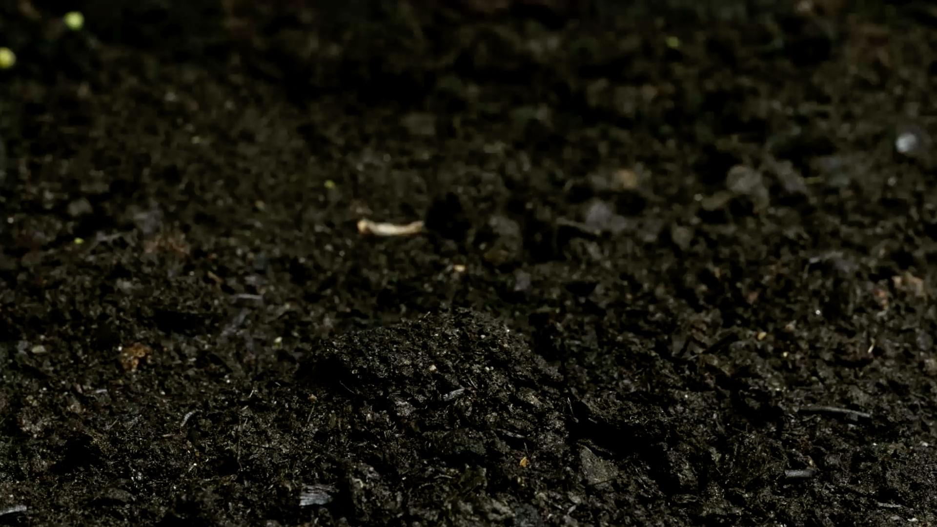Timelapse still image