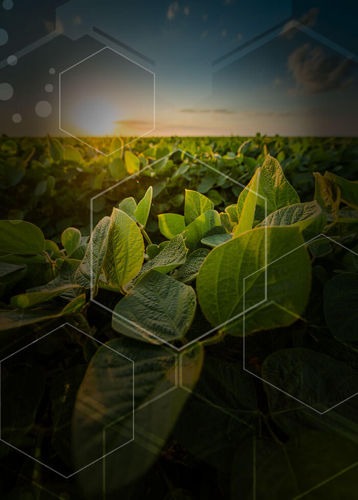 organic-soybean-field